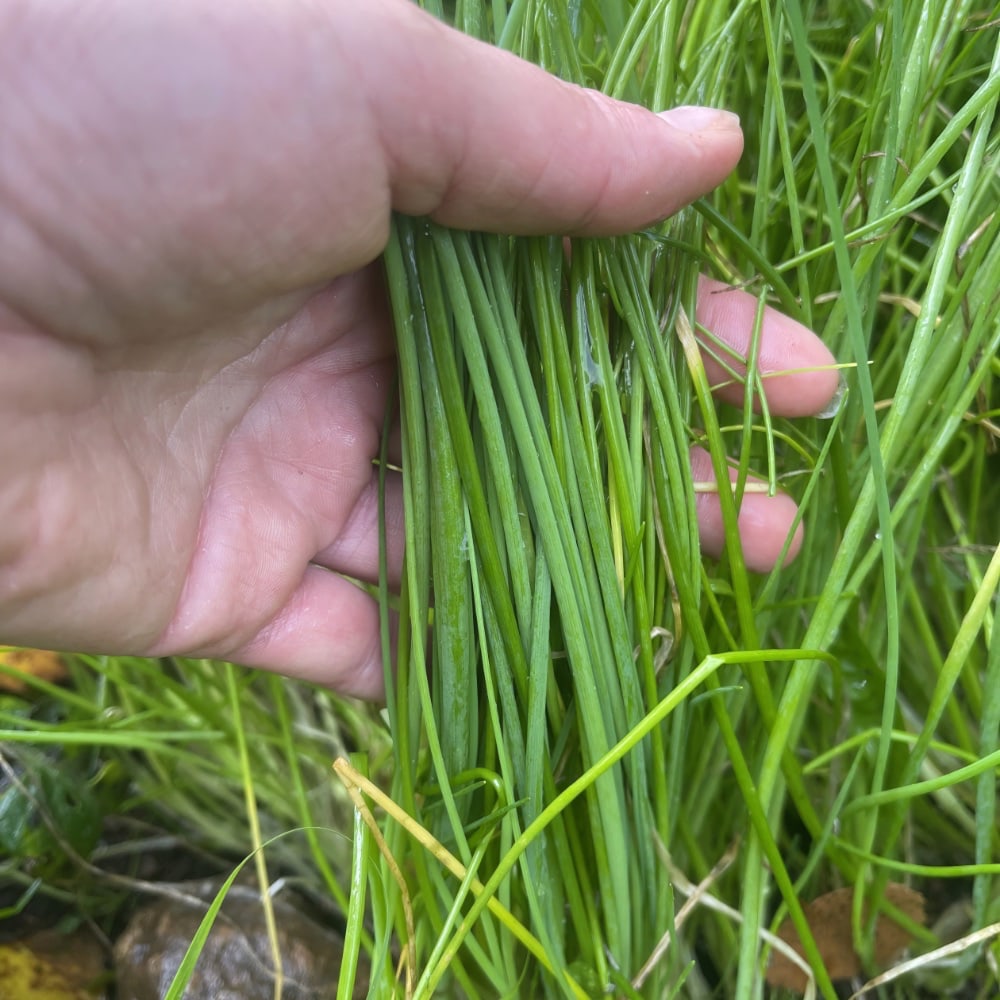 Gräslök  'Medium Leaf'