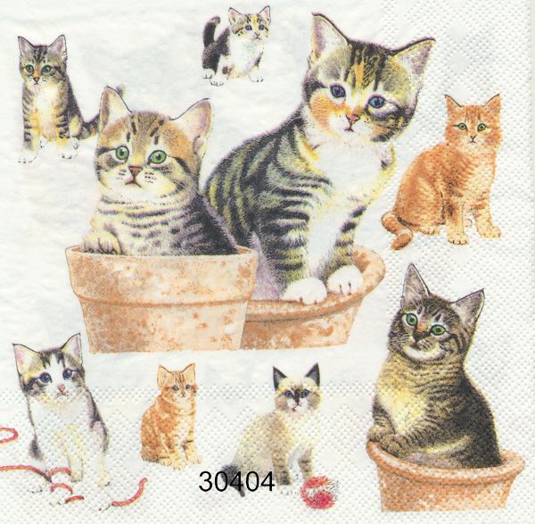 Många små katt ungar