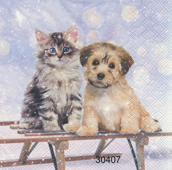 Hund och katt på Kälke