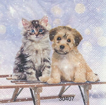 Hund och katt på Kälke