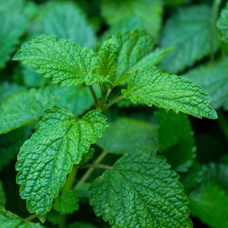 Planta Citronmeliss