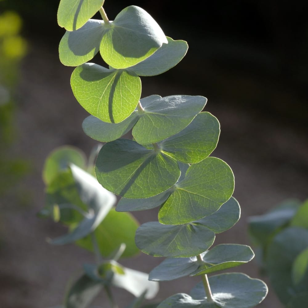 Eucalyptus 'Baby Blue Spiral'