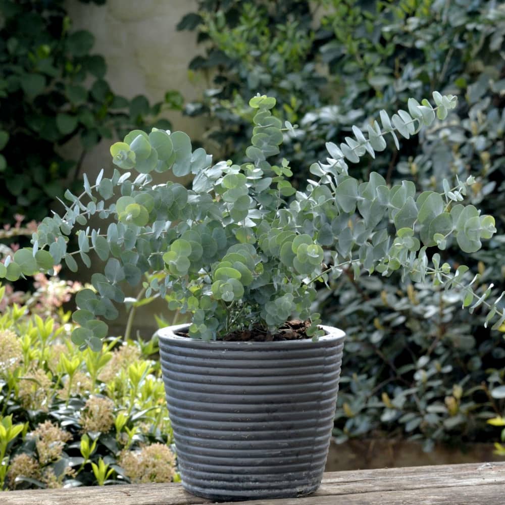 Eucalyptus 'Baby Blue Spiral'