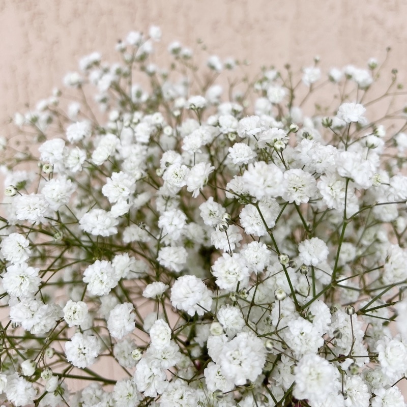 Brudslöja 'Snowflake'