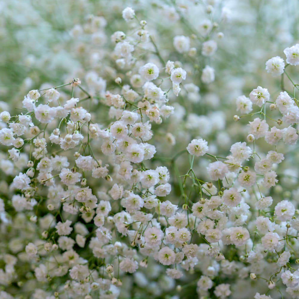 Brudslöja 'Snowflake'