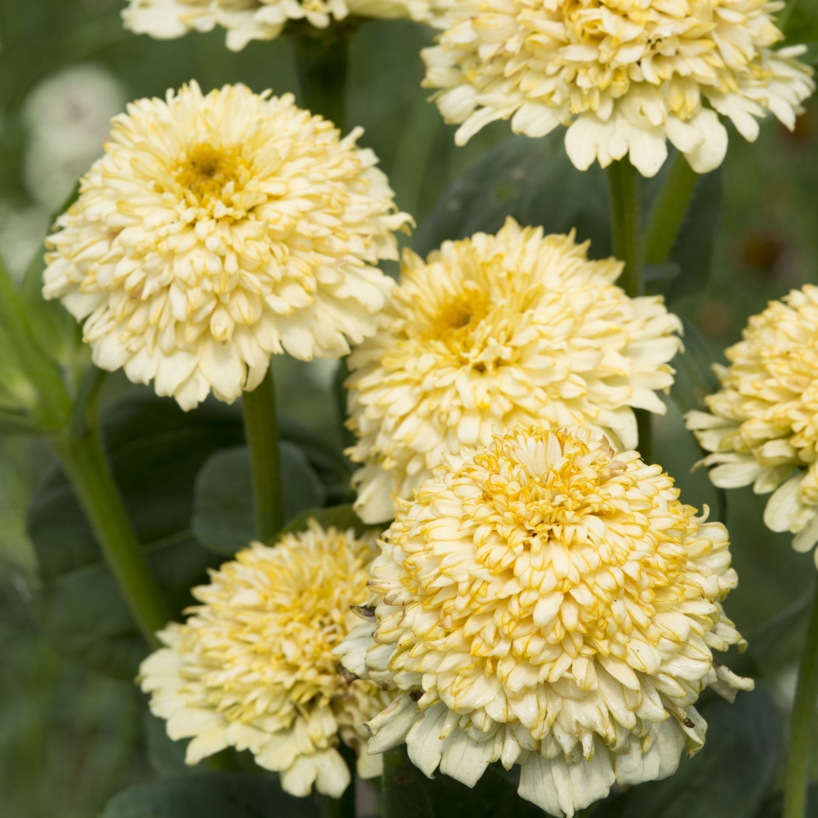 Zinnia 'Cresto! Cream'