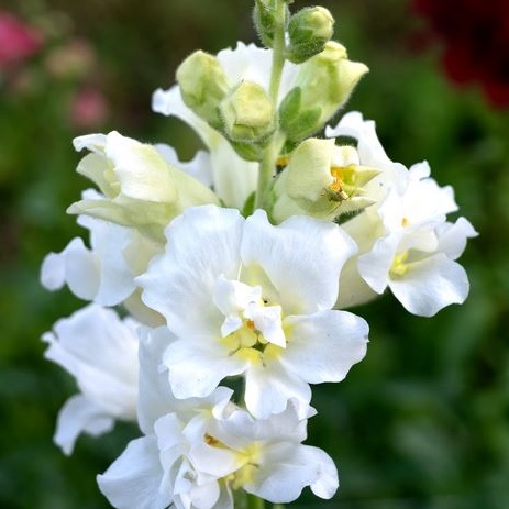 Lejongap 'Madame Butterfly Ivory' F1