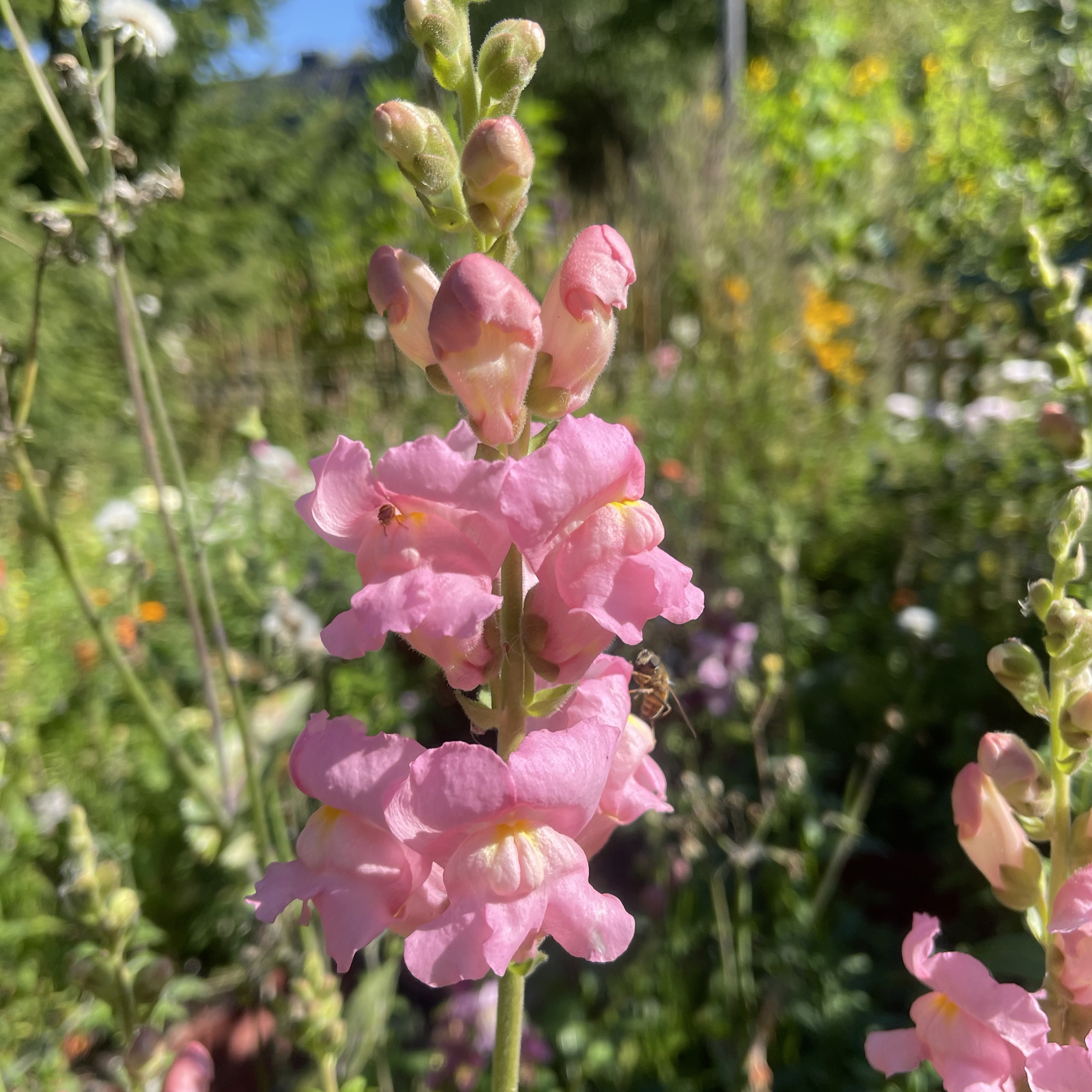 Lejongap 'Early Potomac Pink'