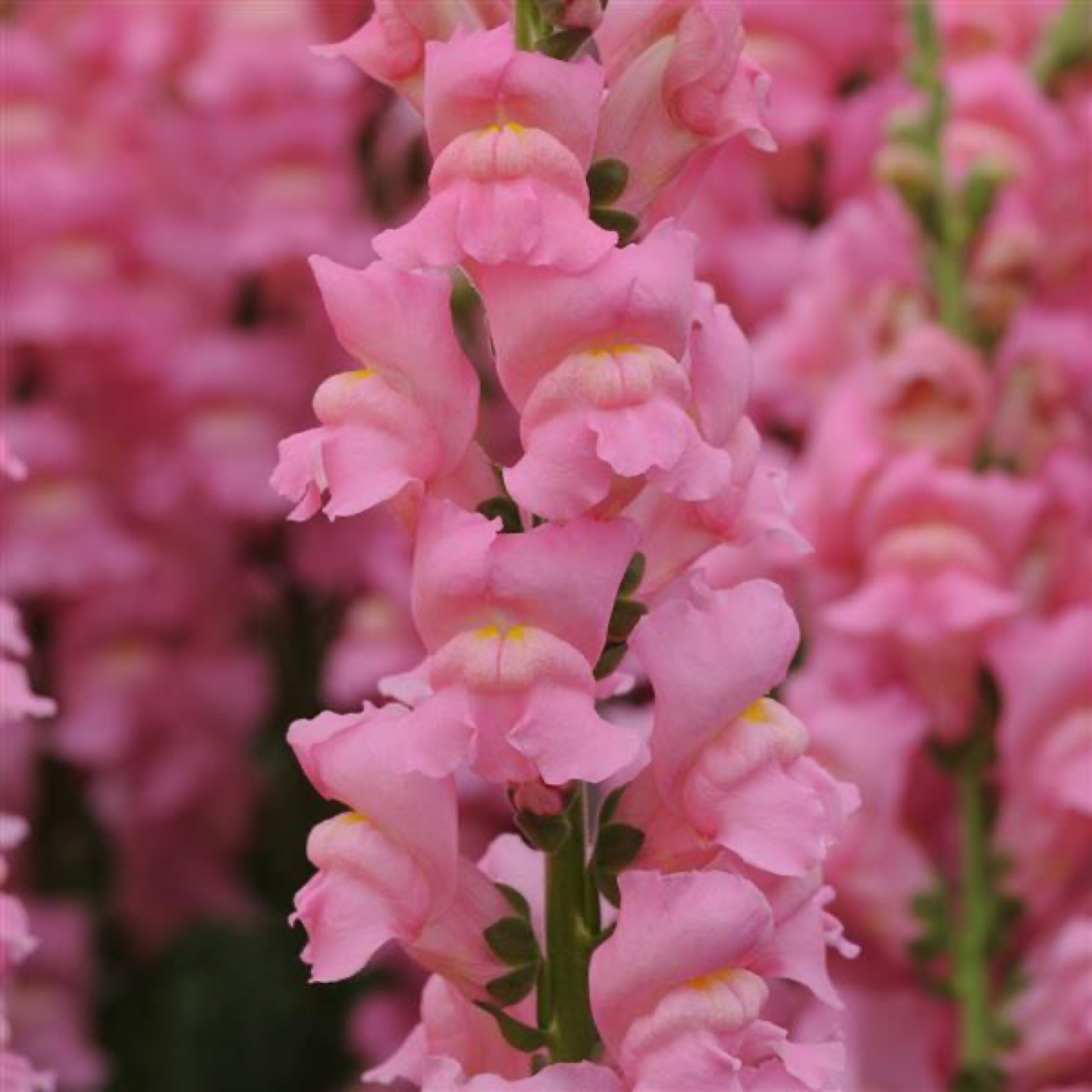 Lejongap 'Early Potomac Pink'