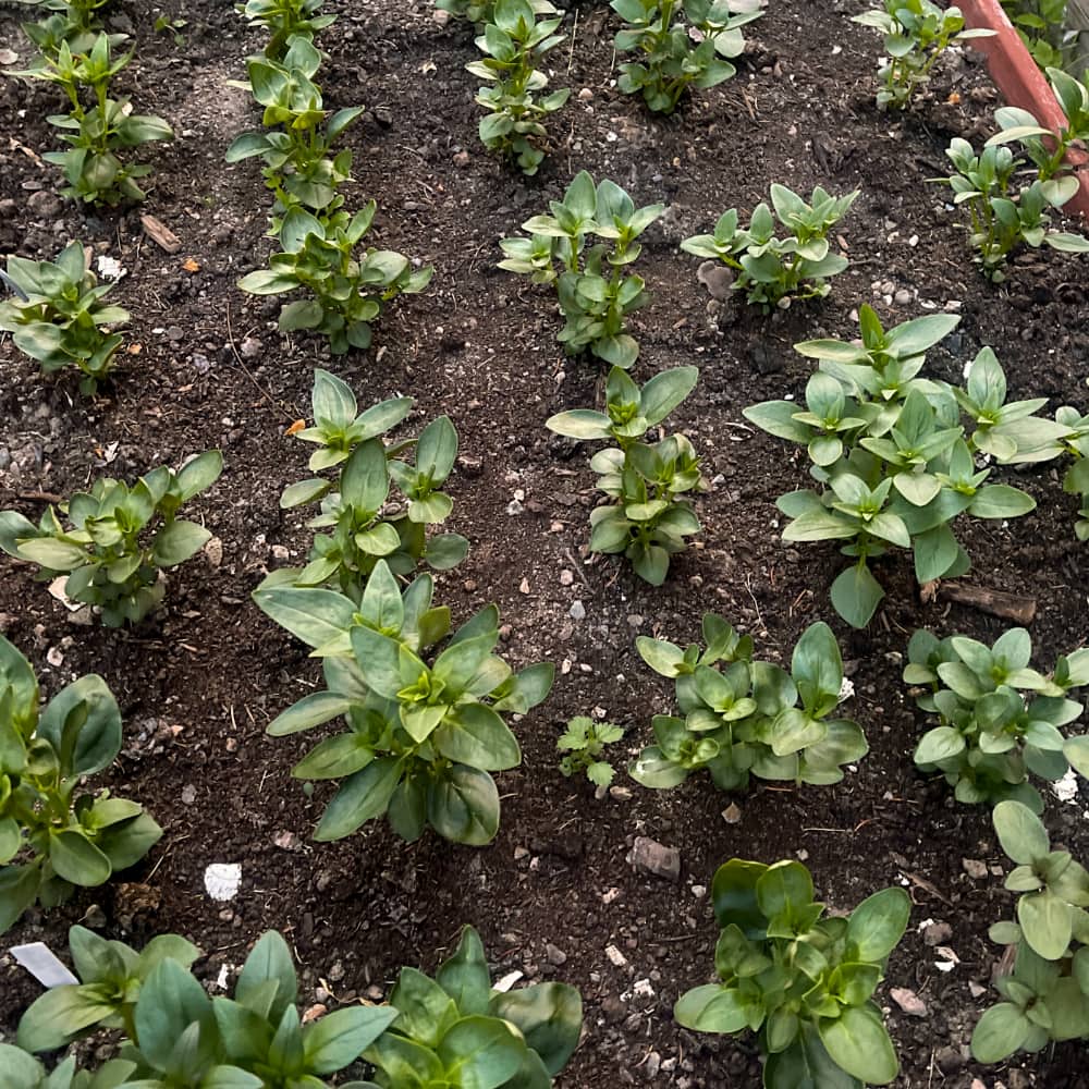 Lejongap 'Opus IV Lavender' - 3