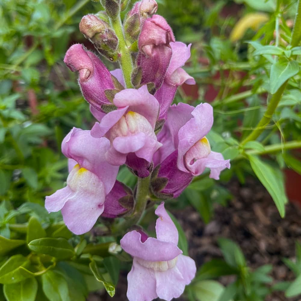 Lejongap 'Opus IV Lavender' - 2