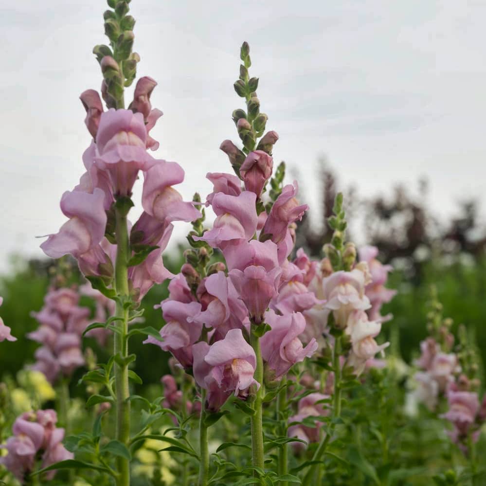 Lejongap 'Opus IV Lavender'