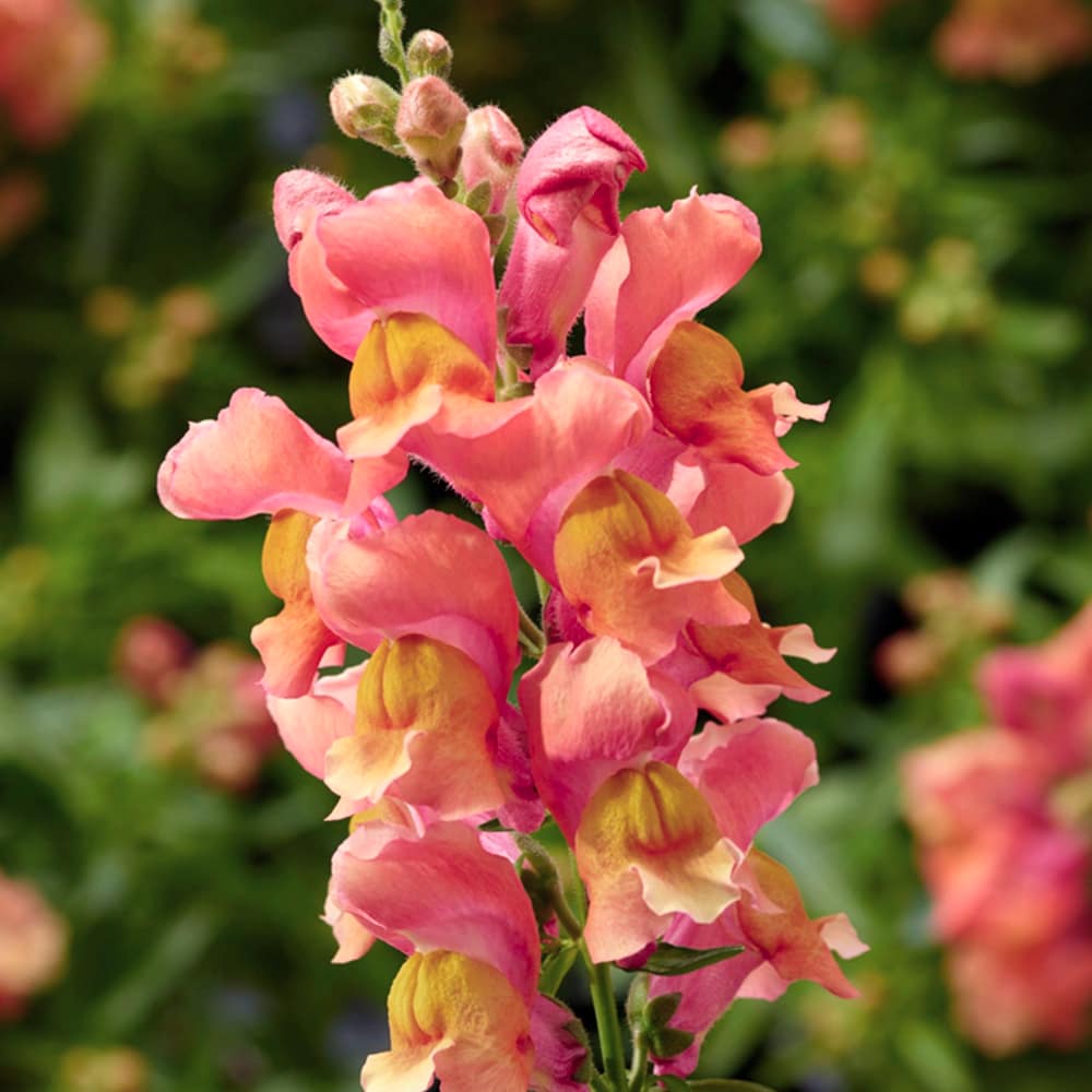 Lejongap 'Snaptini Peach'