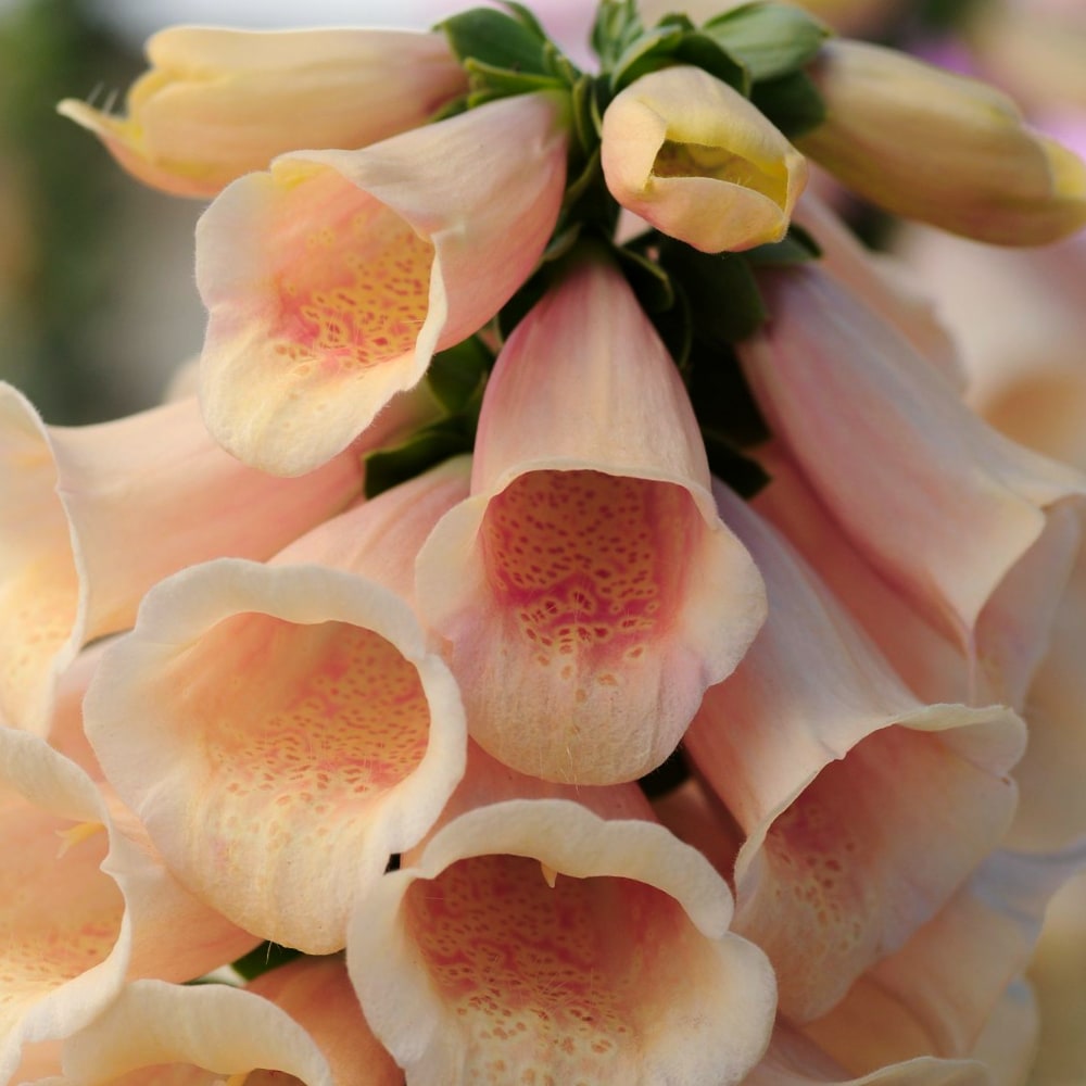 Fingerborgsblomma 'Dalmatian Peach' - 2