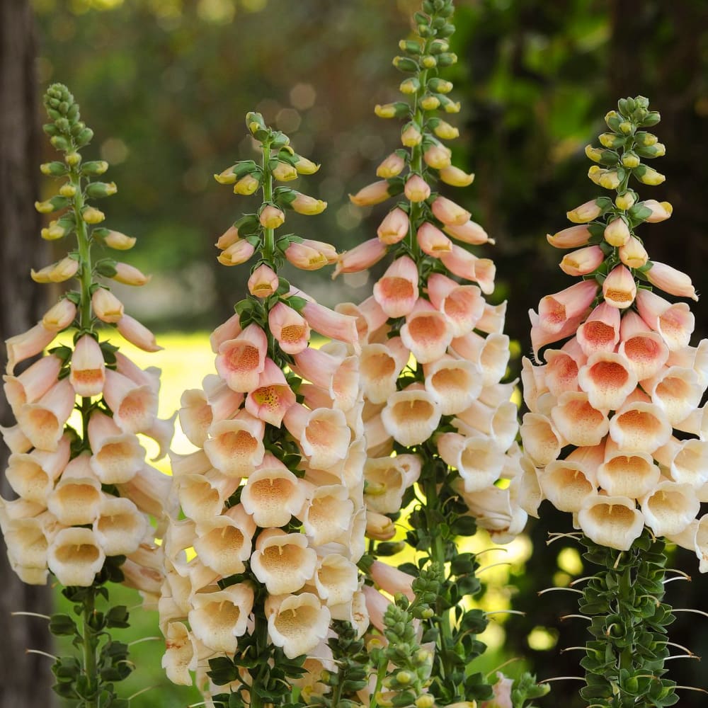 Fingerborgsblomma 'Dalmatian Peach'