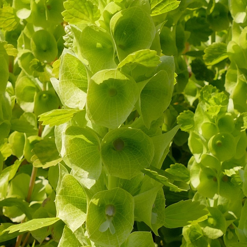 Musselsyska