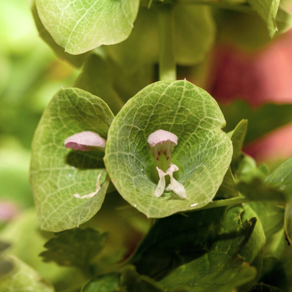 Musselsyska med vita blommor
