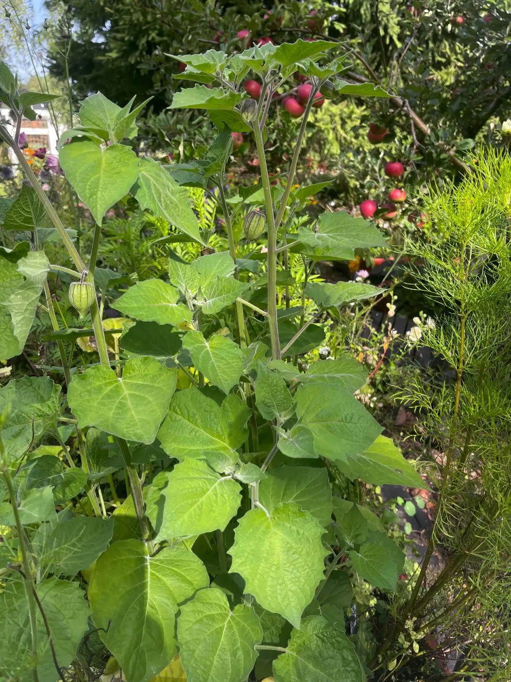 Tomatillo 'Purple de Milpa'