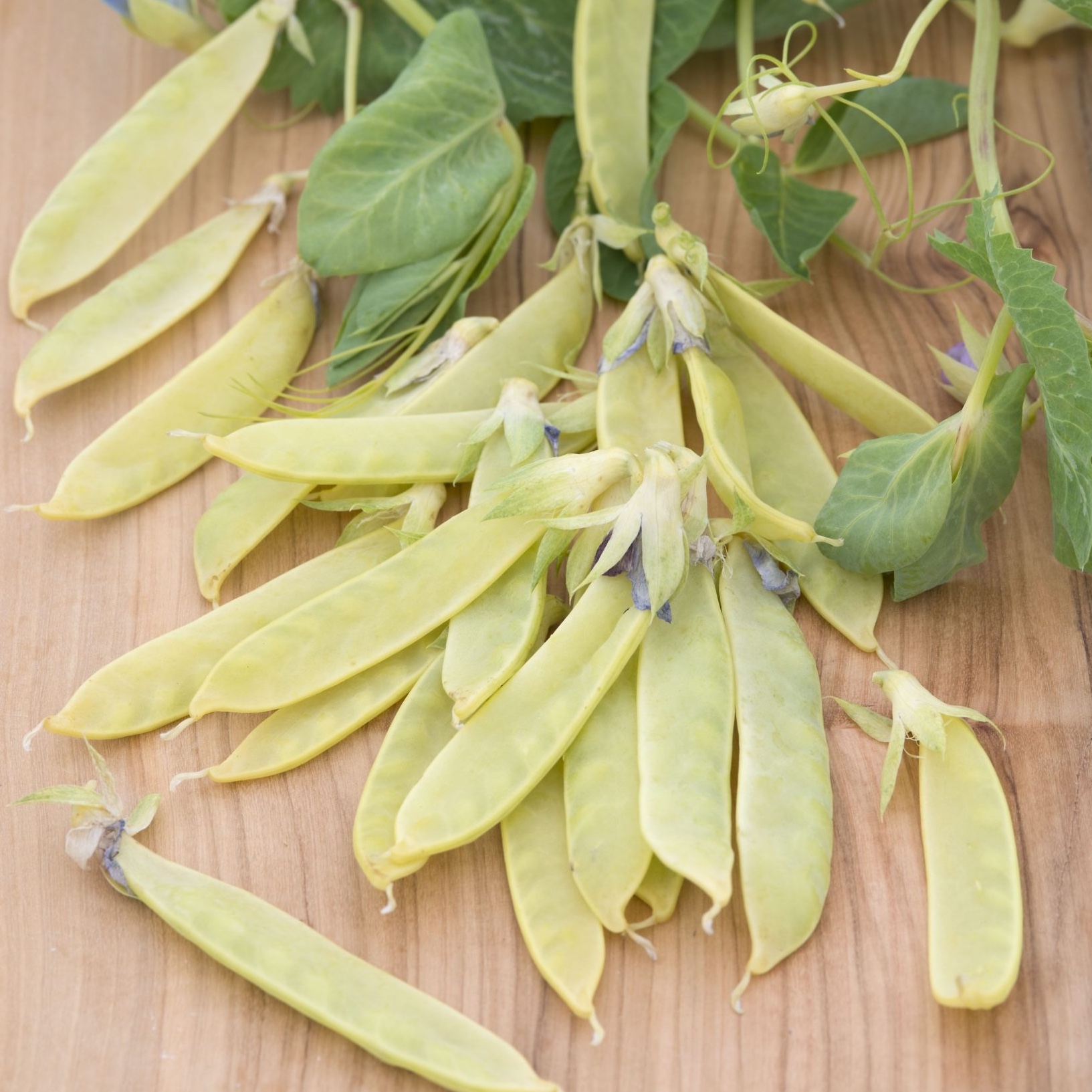 Sockerärt  'Golden Sweet'