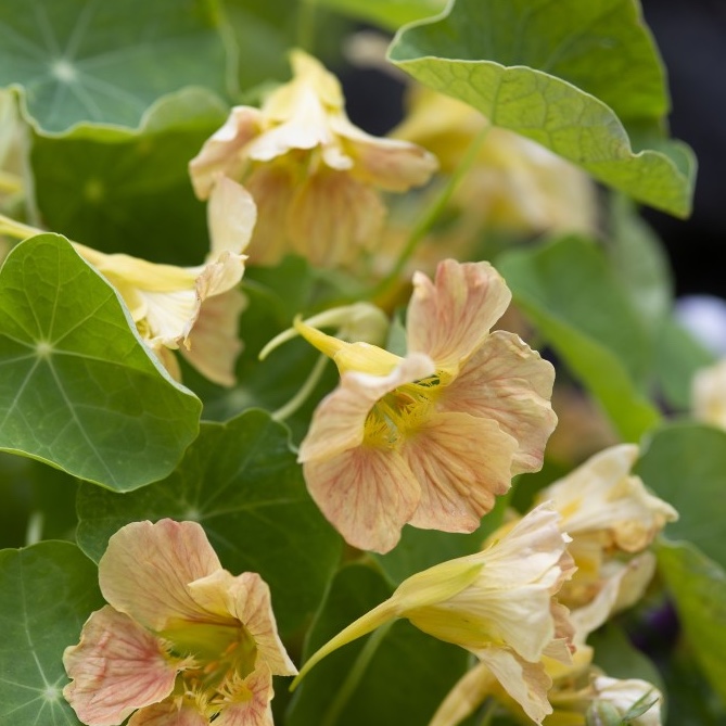 Buskkrasse 'Tip Top Pink Blush'