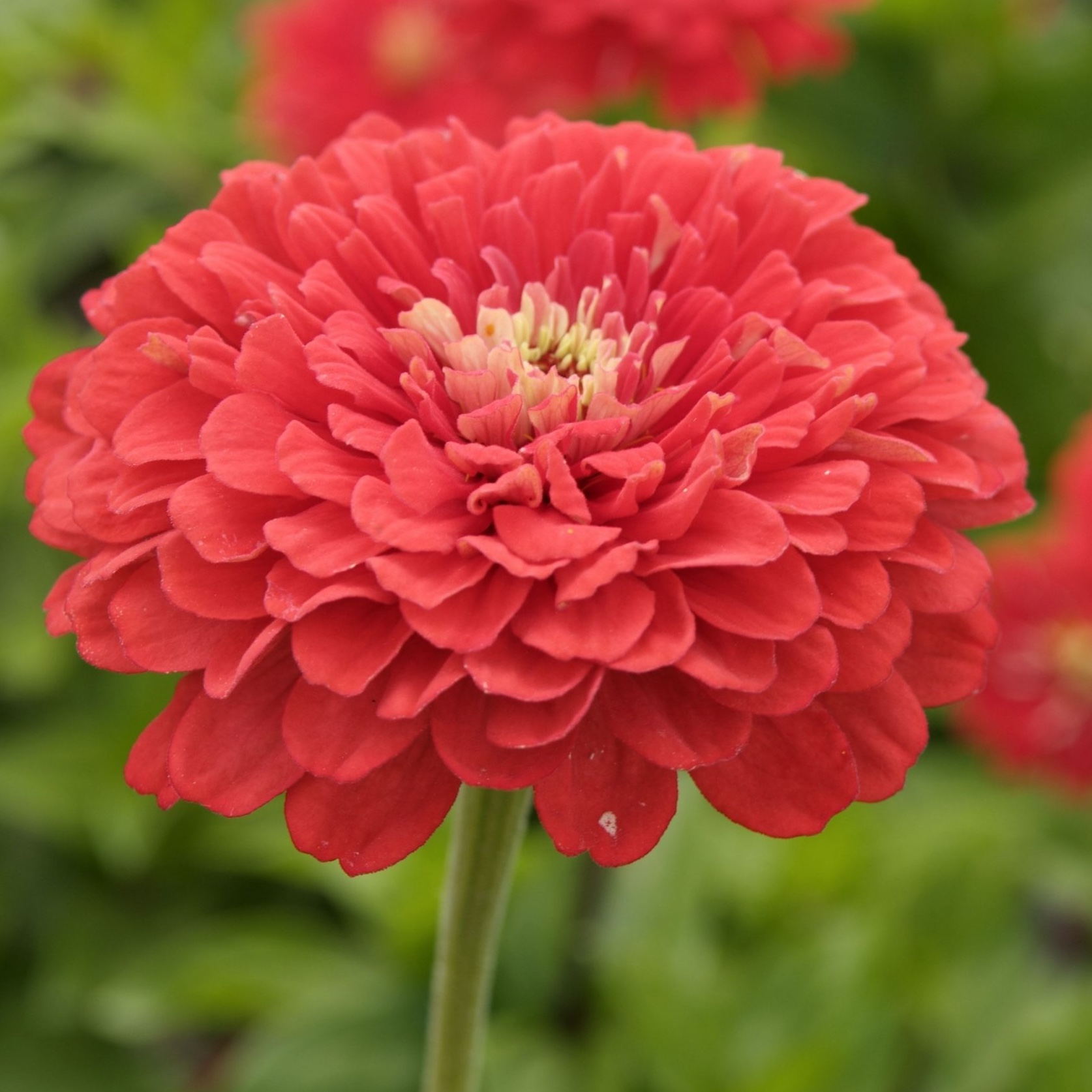 Zinnia 'Dahlia-flowered Coral Beauty'