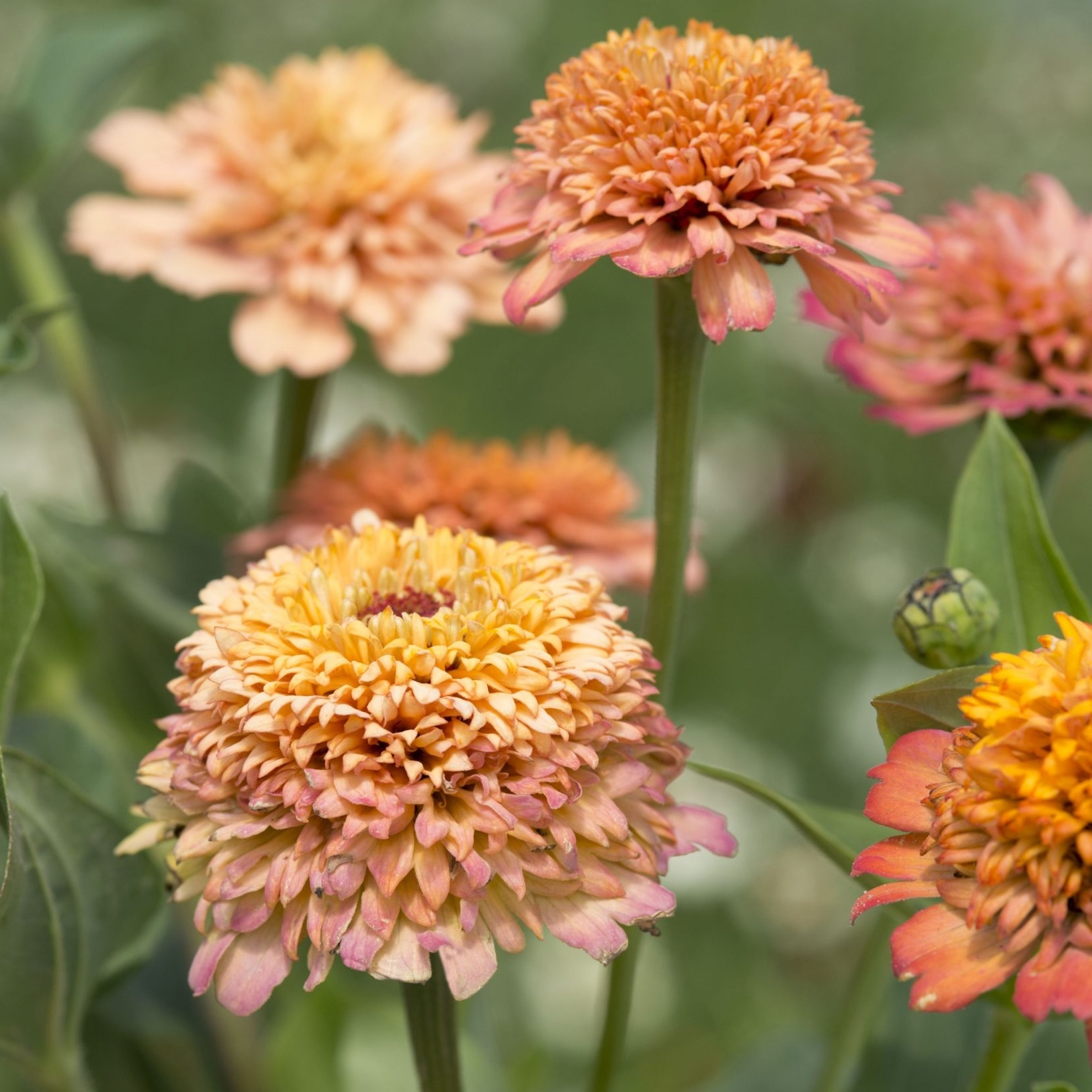 Zinnia 'Cresto! Peachy Pink'