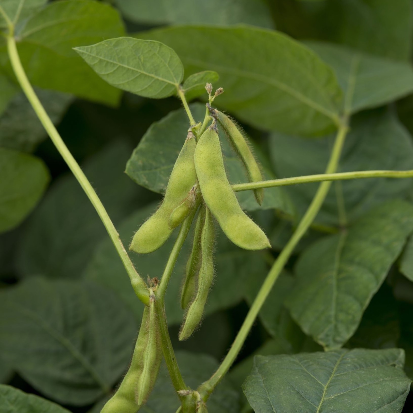 Sojaböna 'Fiskeby V'