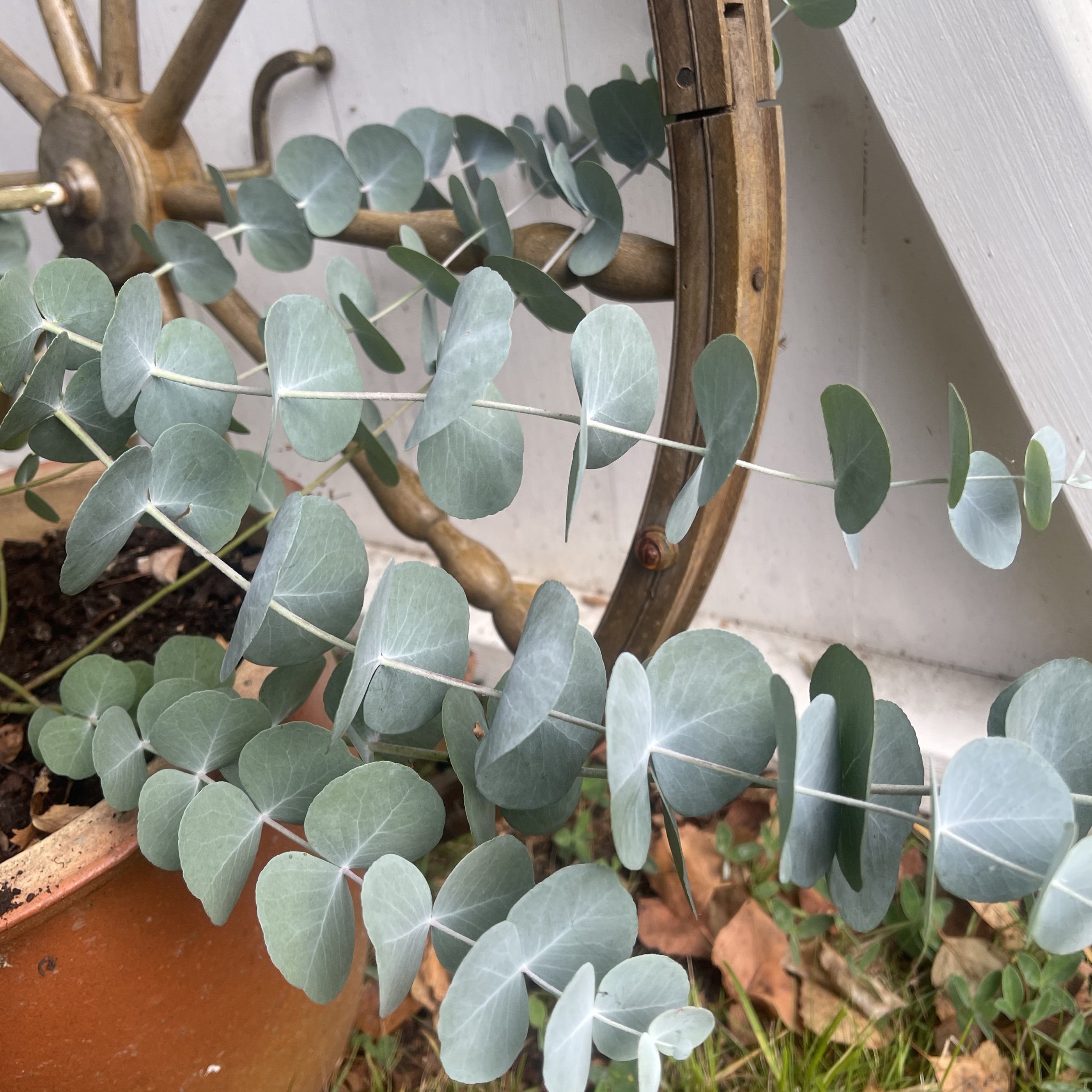 Eucalyptus 'Silver Dollar'