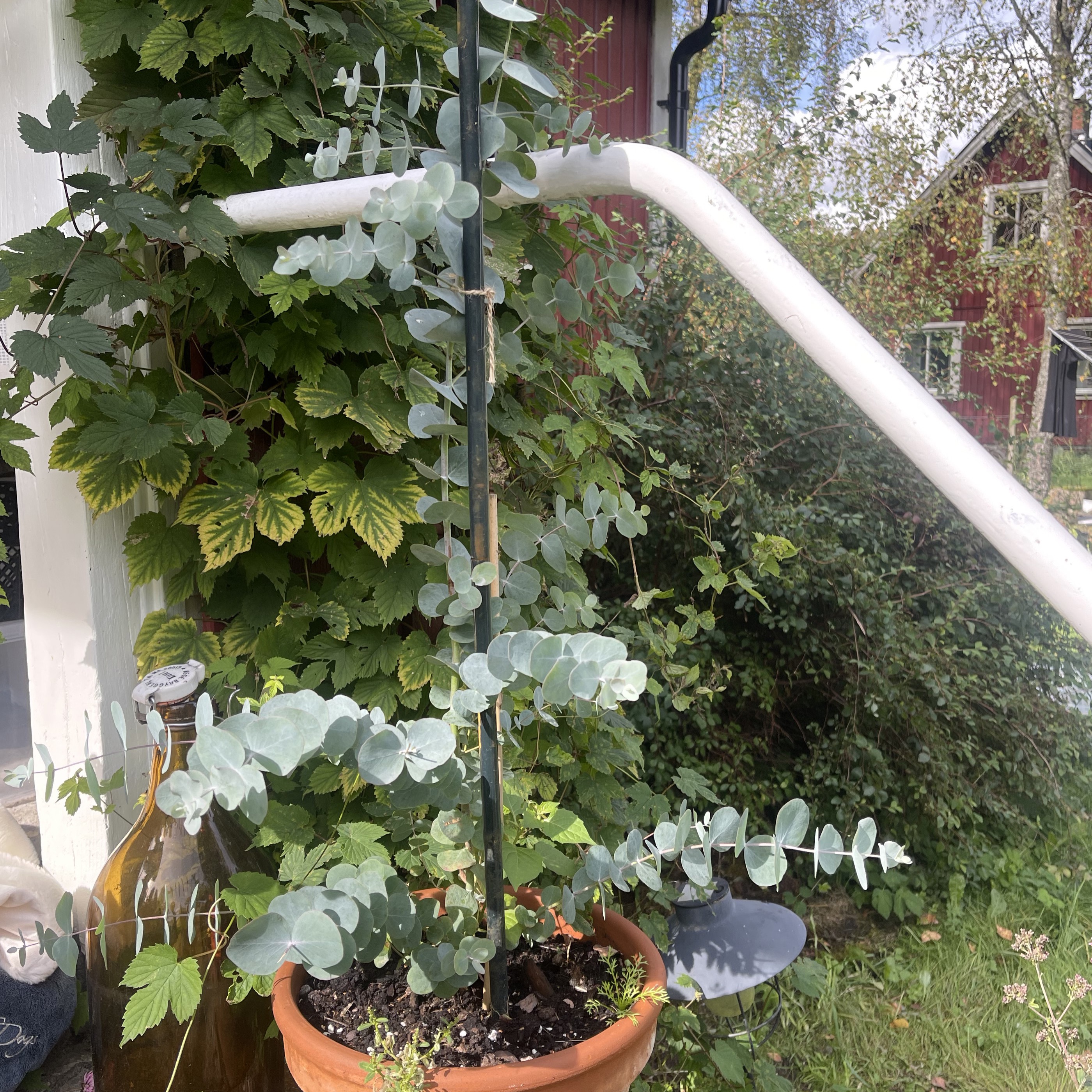 Eucalyptus 'Silver Dollar' - 3