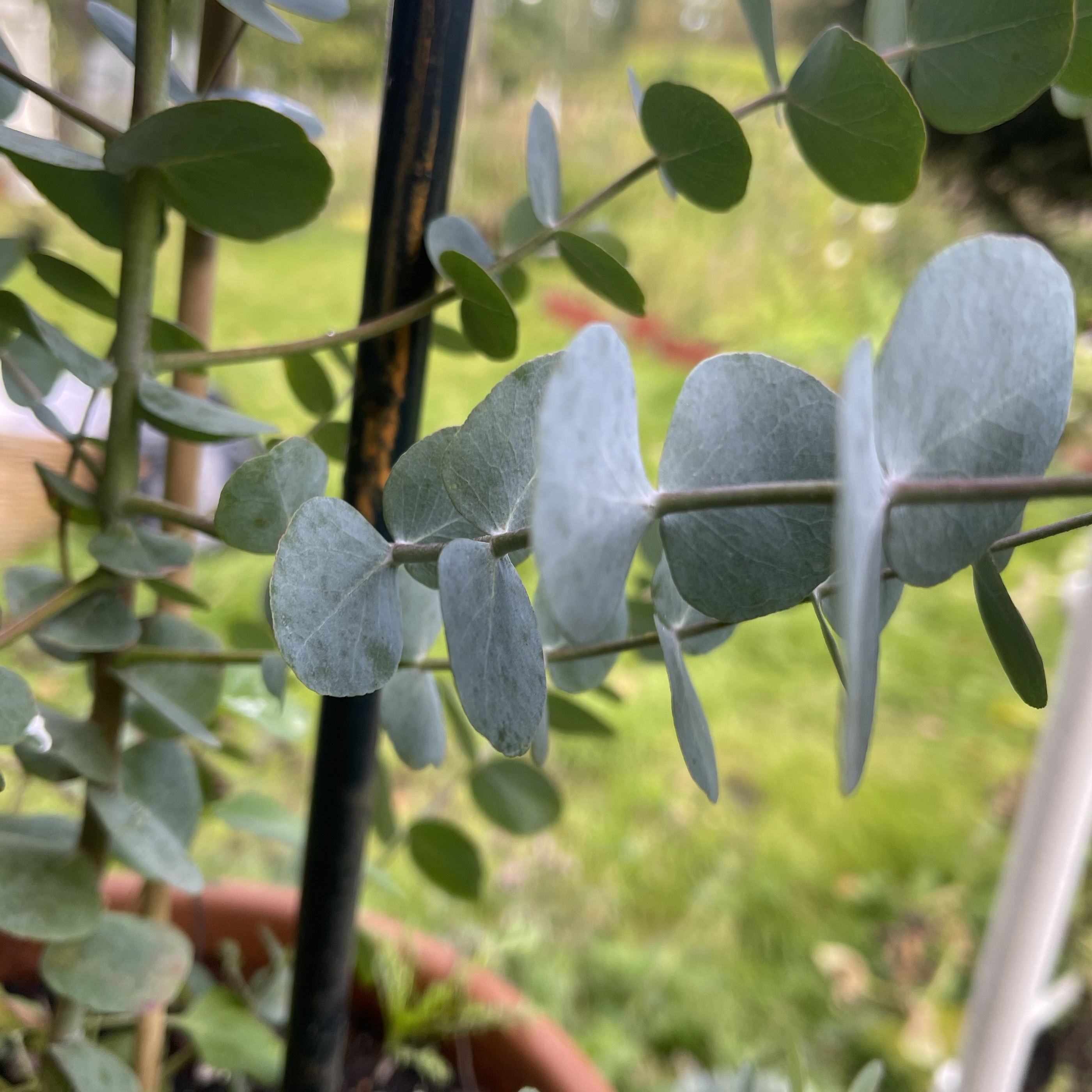 Eucalyptus 'Silver Dollar' - 4