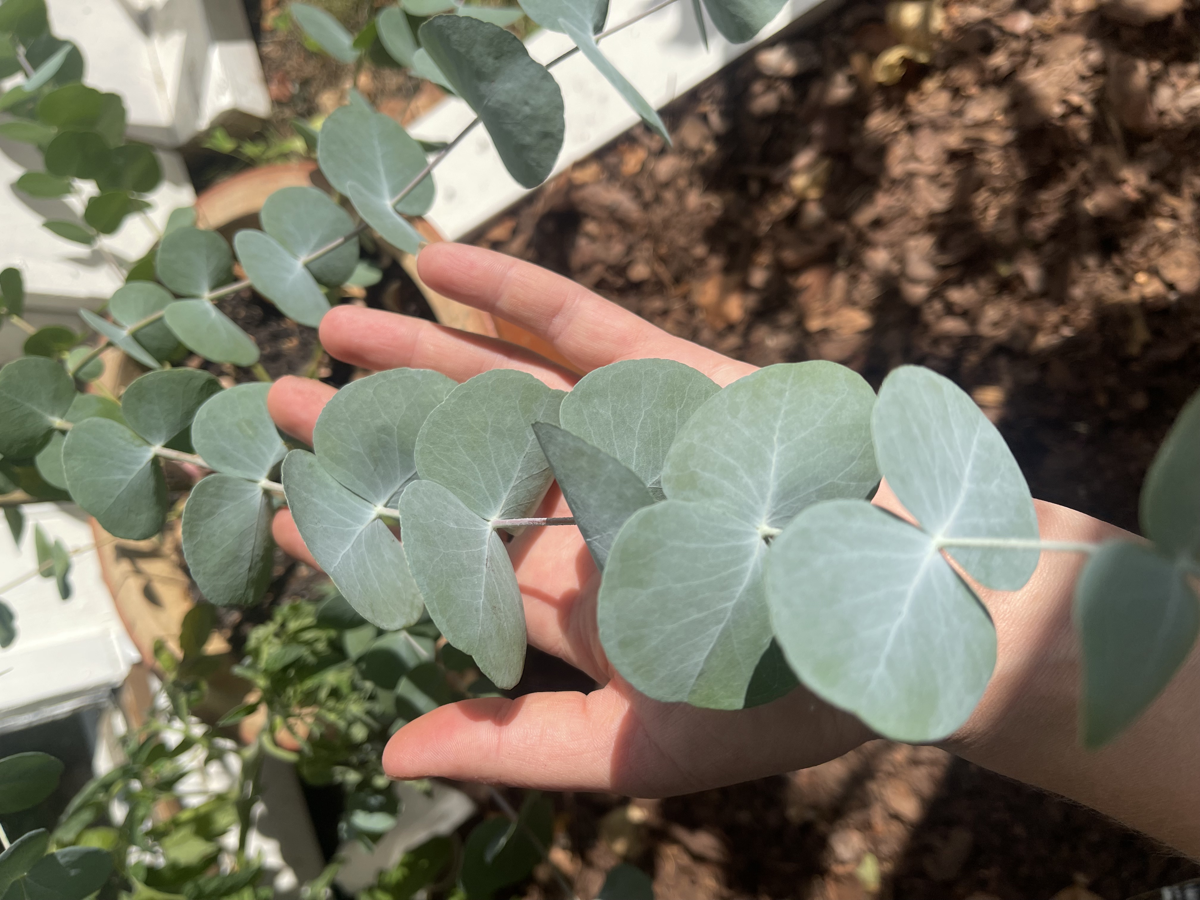 Eucalyptus 'Silver Dollar'