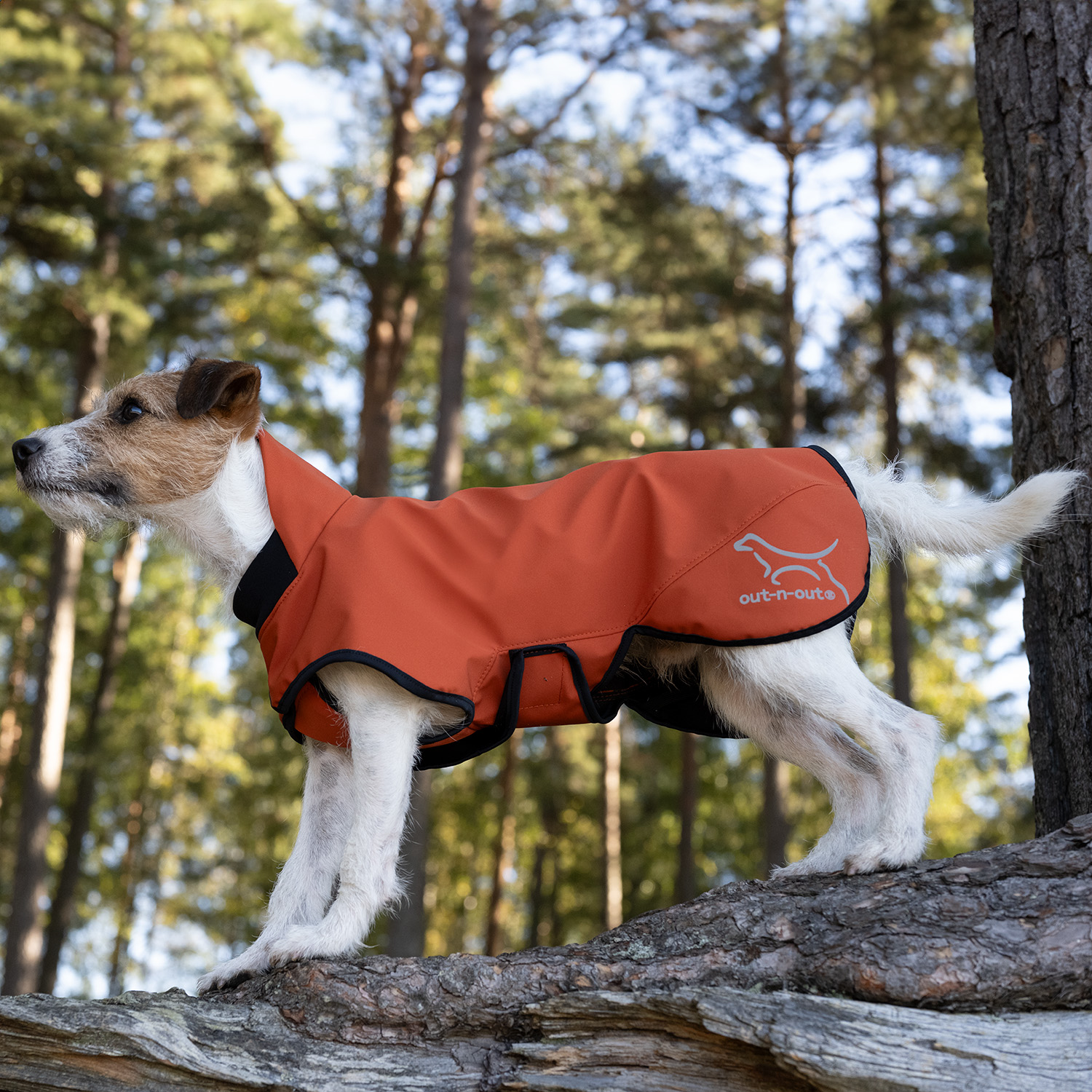 Dog collar purchases dog hunting jacket