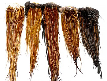 Whiting Heritage Hackle Saddle 
