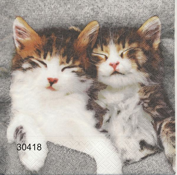 2 små katter