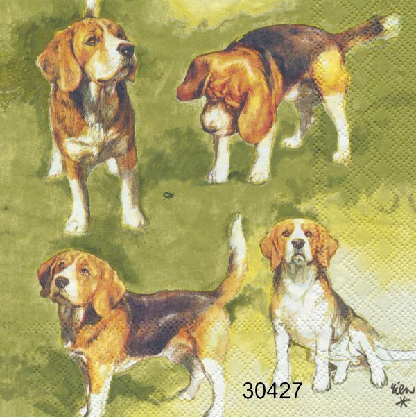 Beagles hundar