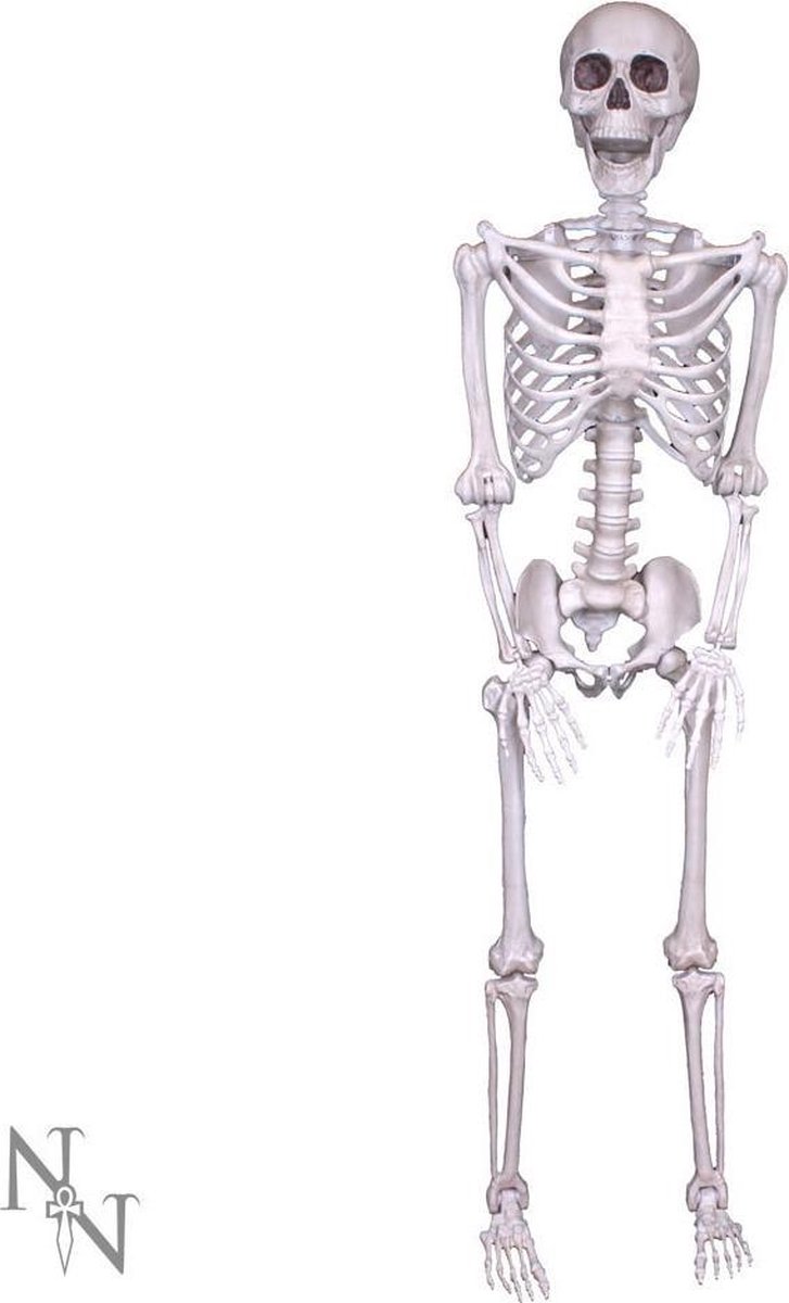 "Lifesize" Skellet i Resin/Plast - 152cm