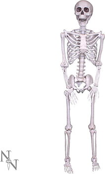 "Lifesize" Skellet i Resin/Plast - 152cm
