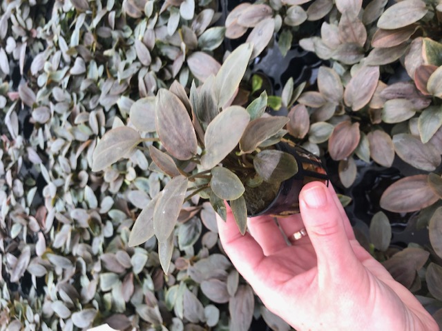 Laganandra Meeboldi red