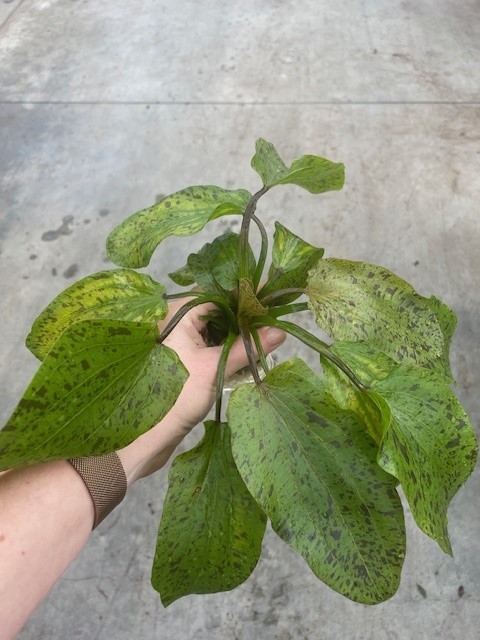 Echinodorus ozelot green