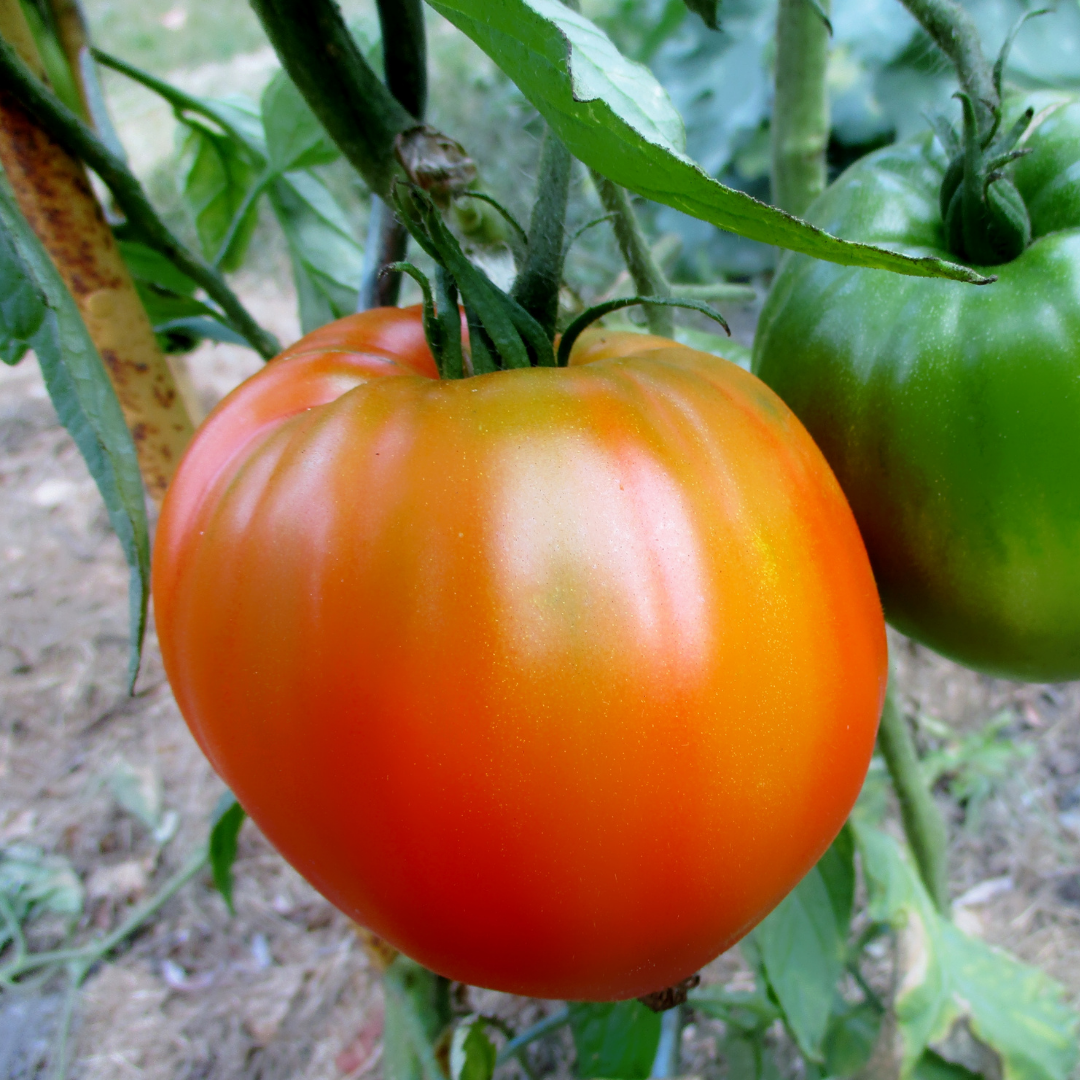 Ekologisk Tomat - Wladivostok - Kultursort