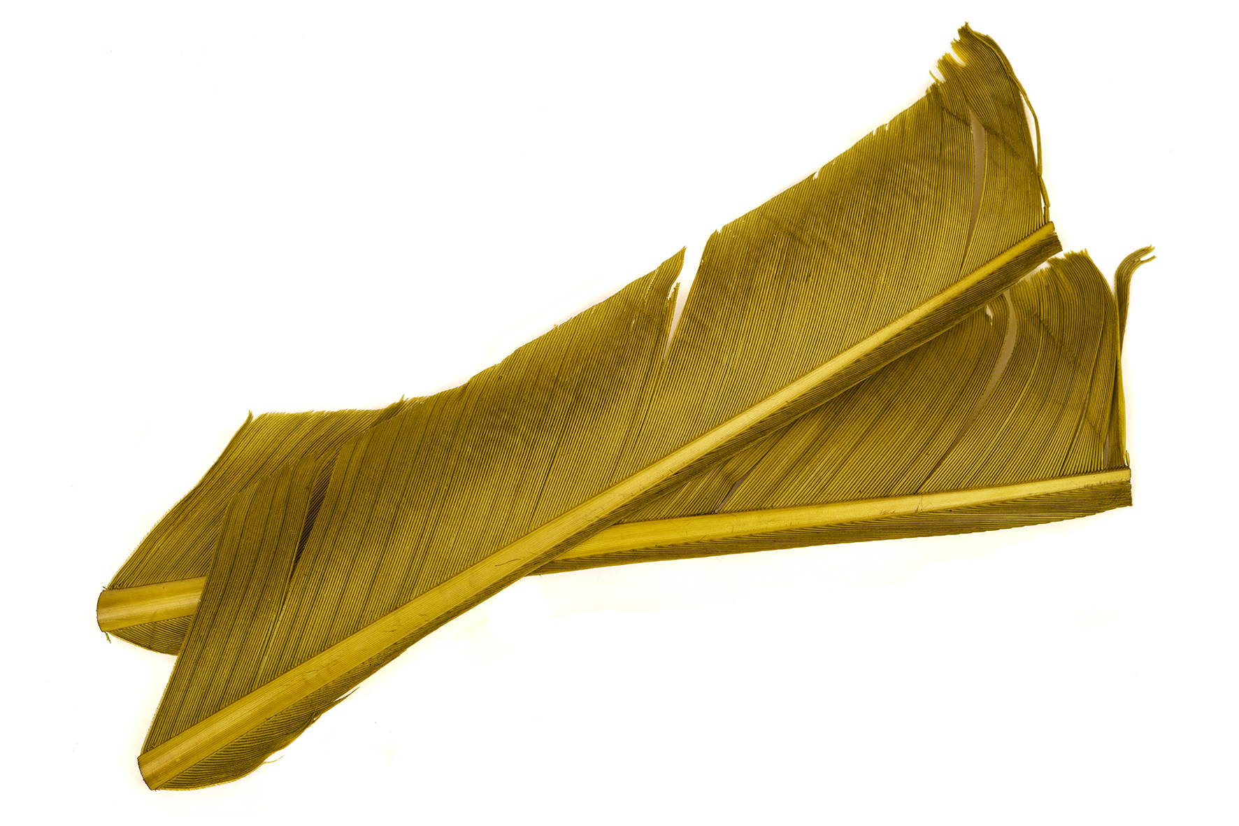 Turkey Biot Quills - 3
