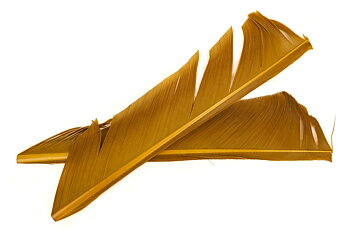 Turkey Biot Quills