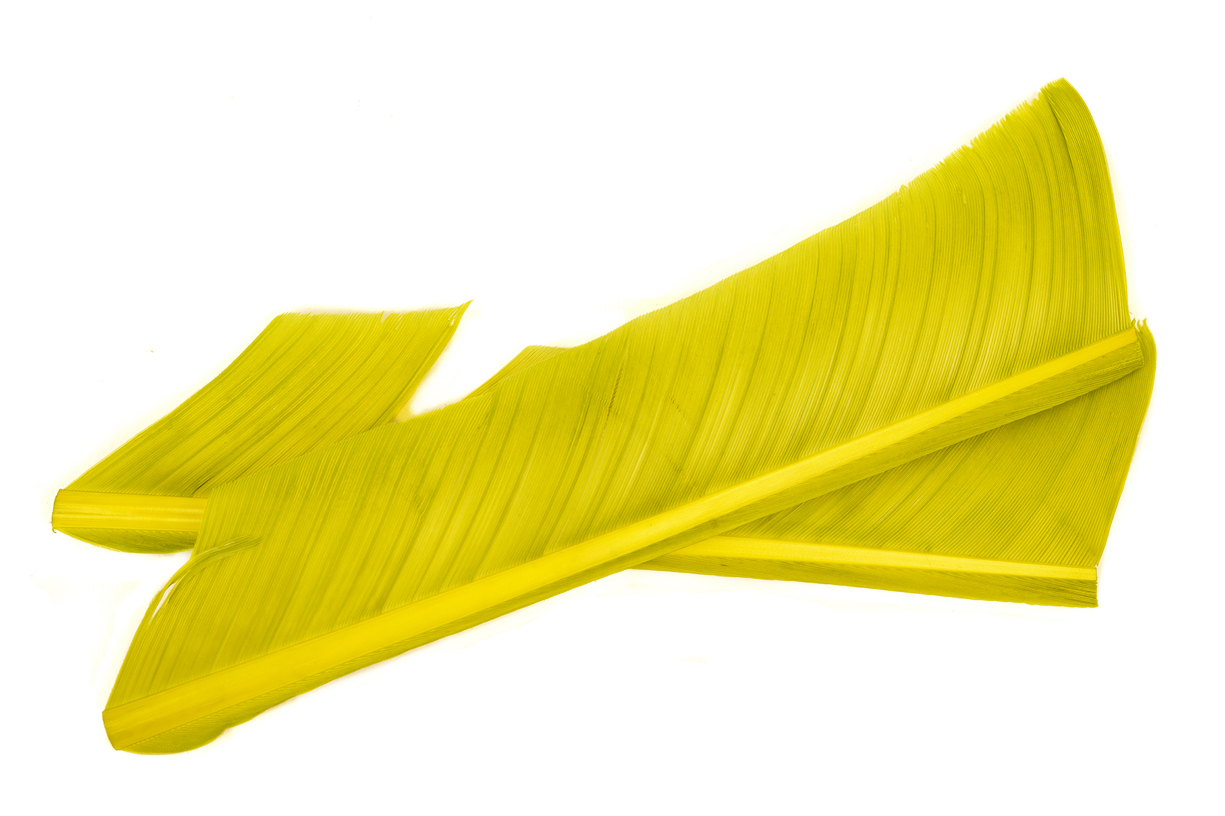 Turkey Biot Quills - 4