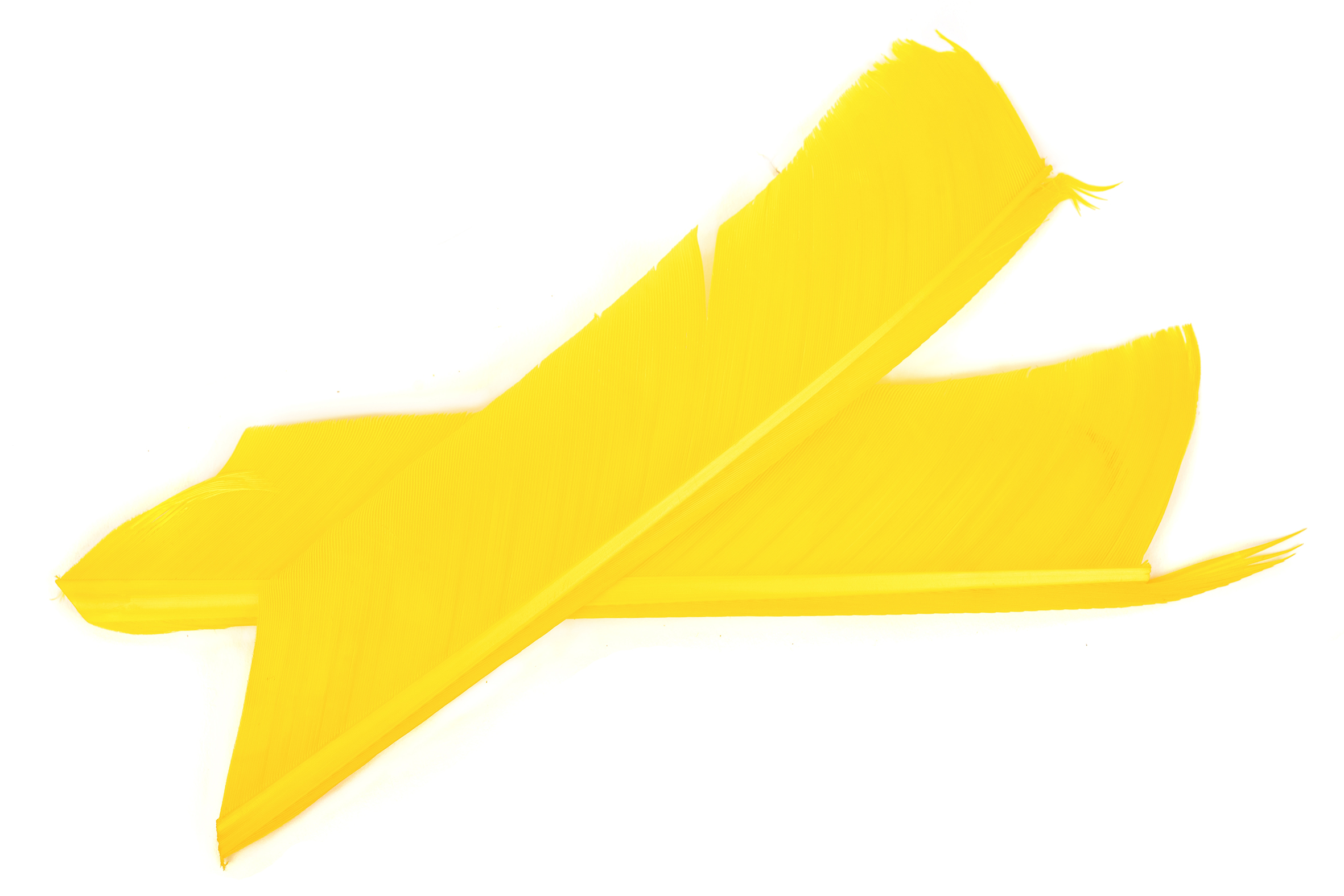 Turkey Biot Quills - 11