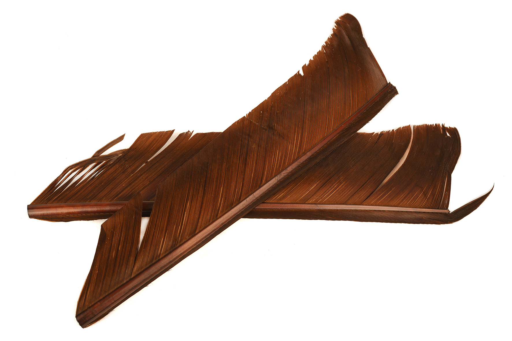 Turkey Biot Quills - 6