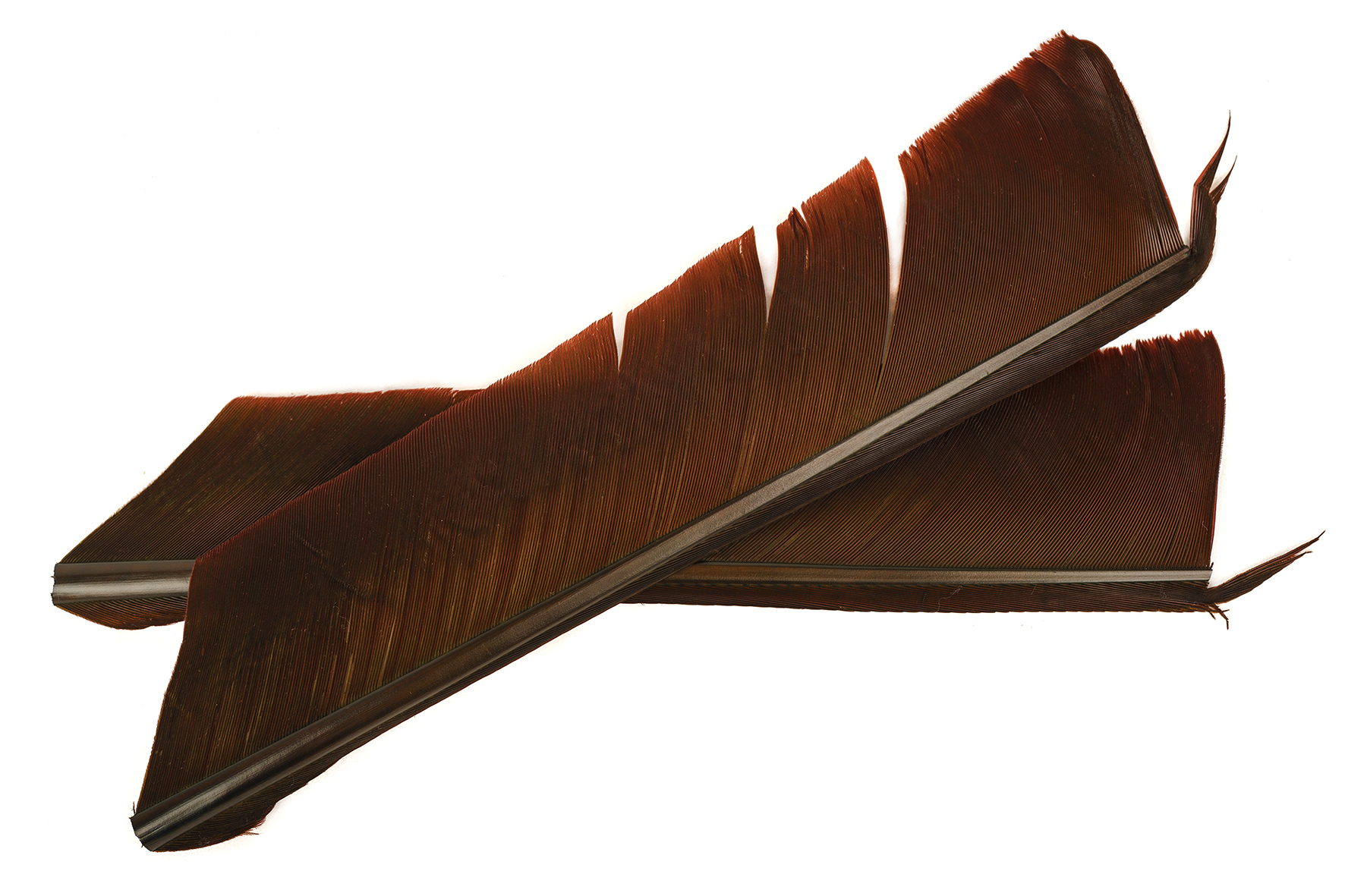 Turkey Biot Quills - 8