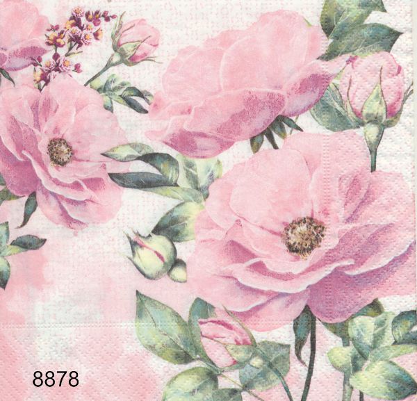 Rosa rosor
