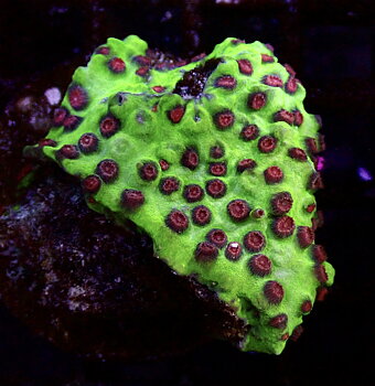 Cyphastrea spp. Forest Fire