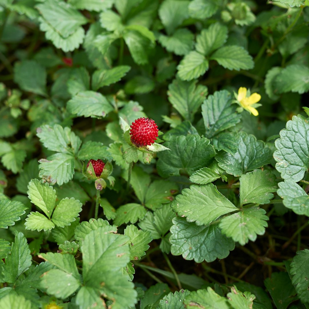 Skensmultron - Tuttifrutti