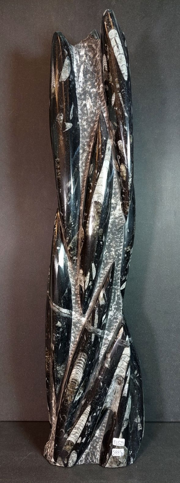 Devonian Orthoceras Fossil i Grundsten - Stående - 50cm
